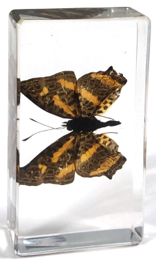 Symbrenthia Brabira (Moore) 75mmx41mm