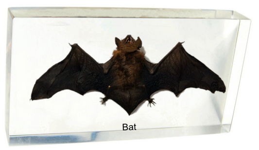 Vleermuis 140mmx65mm