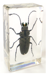 Trictenotoma Davidii 75mmx41mm